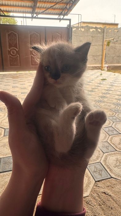 Отдам котят Конаев