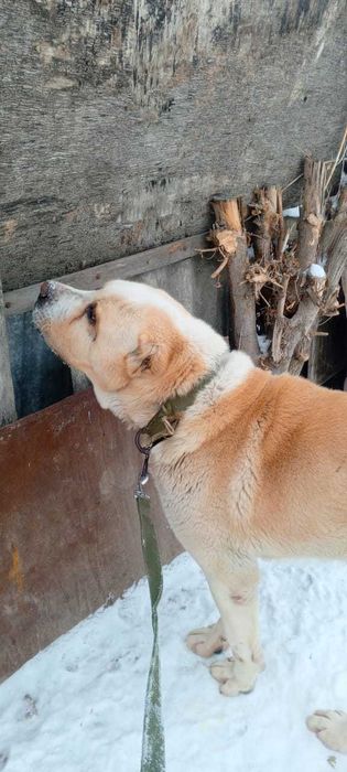 Алабай бесплатно добрым хозяевам