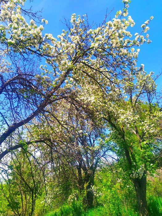 Срочно продам Дачу