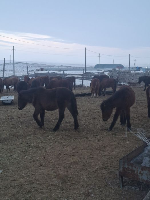 70 бас еркек жабағы