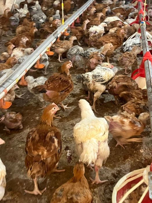 MICRO-FERMA Argeseana‼️