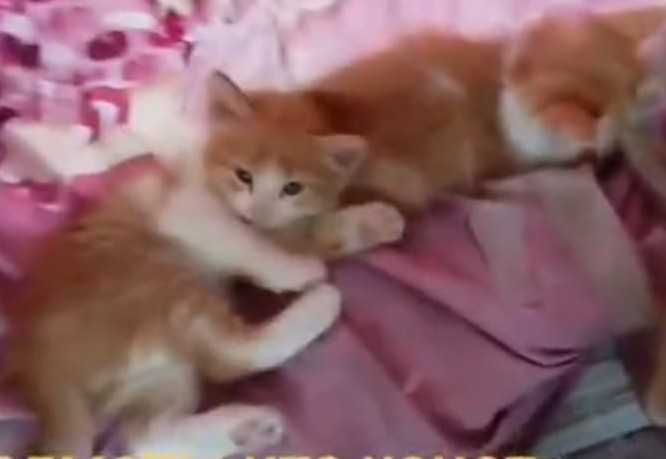 отдаются котята в хорошие руки