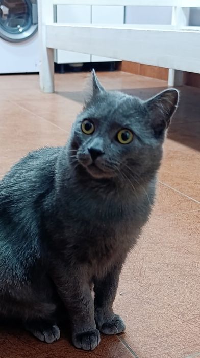 Кот в хорошие руки