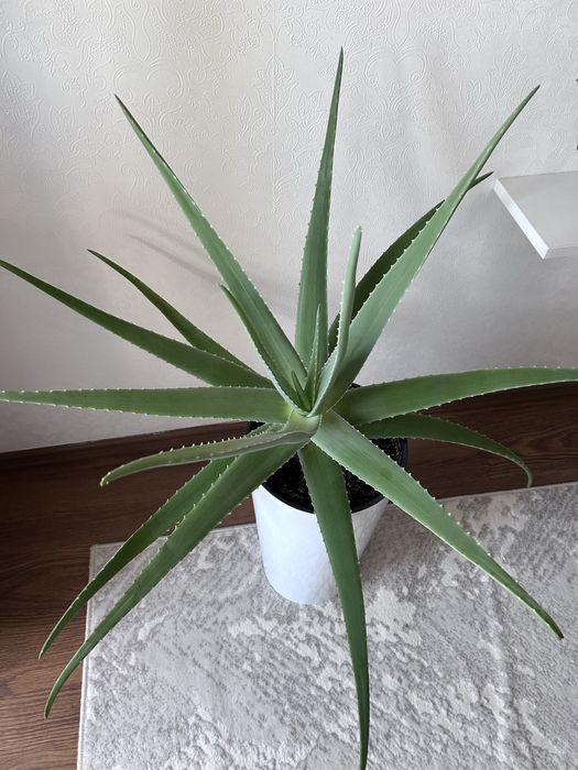 Продам алоэ Вера