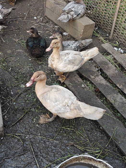 Индоутки. Мускусные утки.