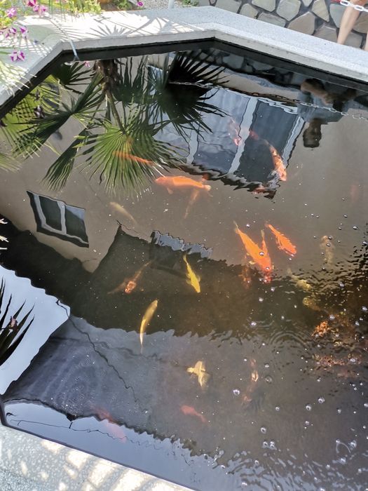 Crapi koi  si carasi puiet  și. maturi.. de la 4...40 cm