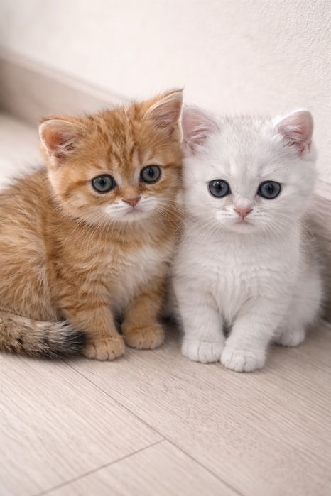 Британские котята Алматы