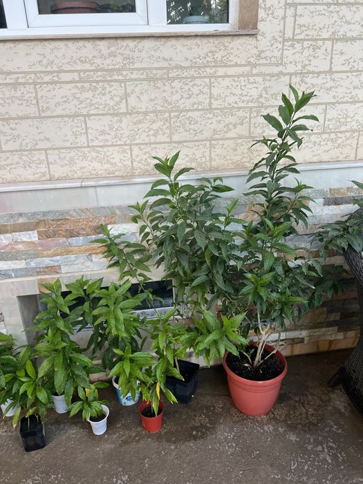 Финиковая пальма 8летняя. Есть и помнньше