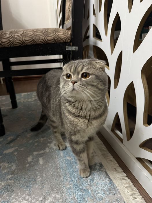 Шотландский кот, отдается даром