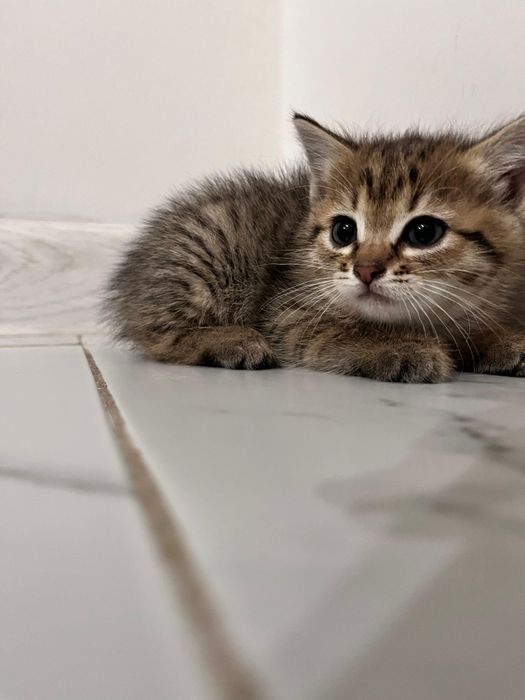 Котята симпатичные