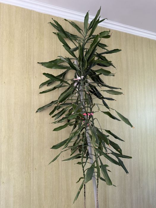 Драцена душистая