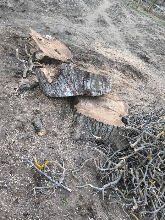 Vând trunchi nuc... aștept oferte