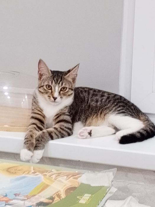 Отдам бесплатно котенка