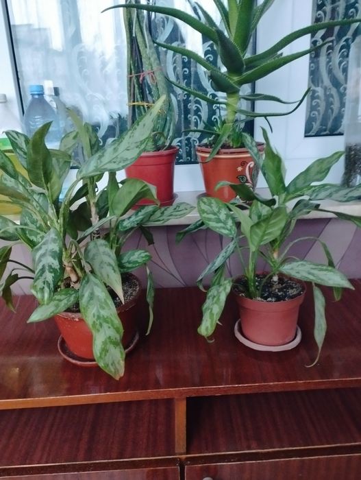 Аглаонема домашнее растение 2000 тн