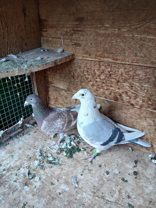 Porumbei de vânzare