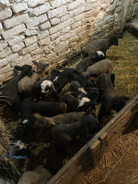 Miei tigaie din 2 de cateva zile