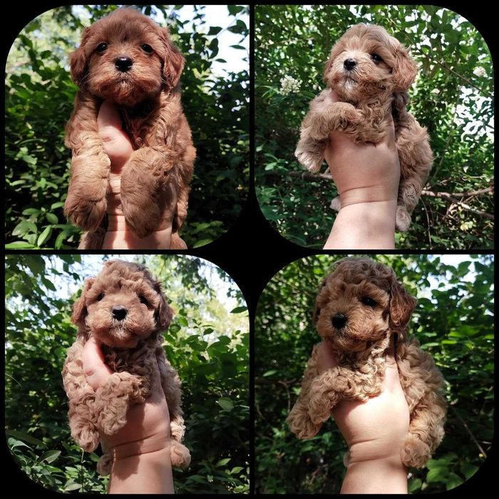 Мальтипу. Щенки  F1.