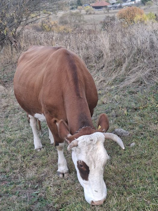 Vaca de vânzare .    .
