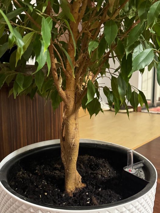 Комнатный цветок