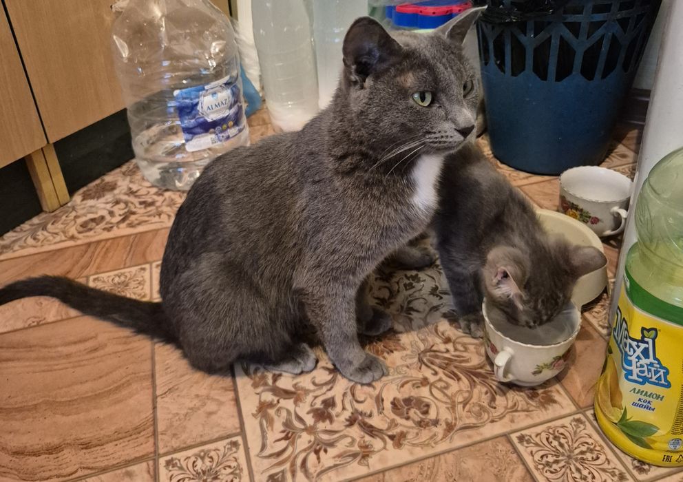 Котенок годик серый