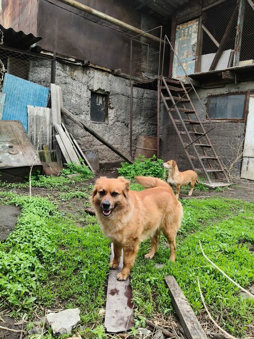 Отдам собачек в добрые руки СРОЧНО