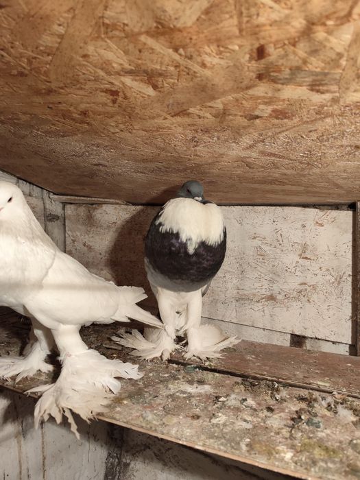 Porumbei gușați de pomerania