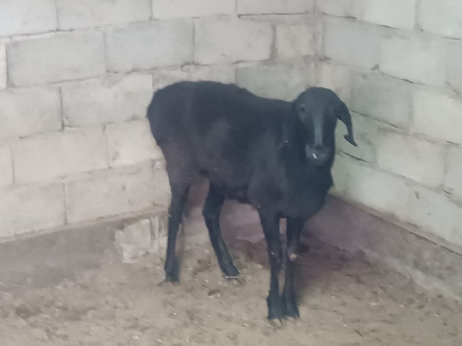 Гисарские Саулык