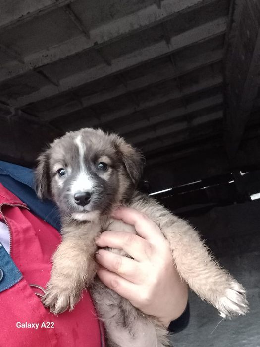 Отдам щенков в хорошие руки