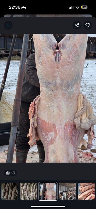 Согым продам . соғым сатылымда.Петерфельд