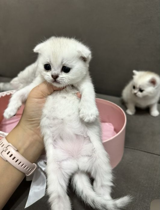 Шиншилы котята британские