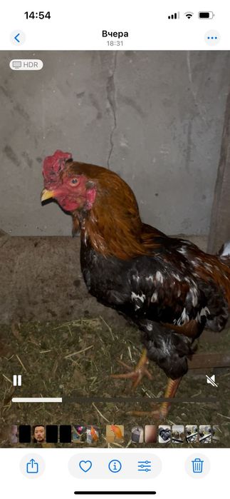 Досашны петушок Продаётся