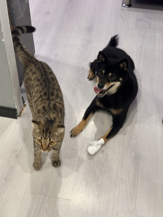 Потерял собака сиби ину