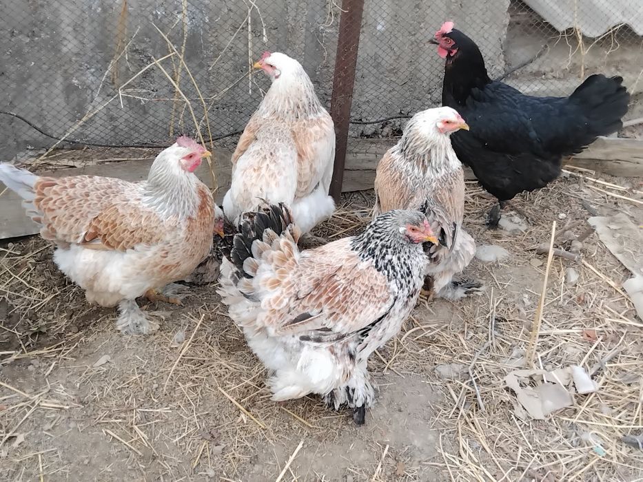 Тауықтар сатылады