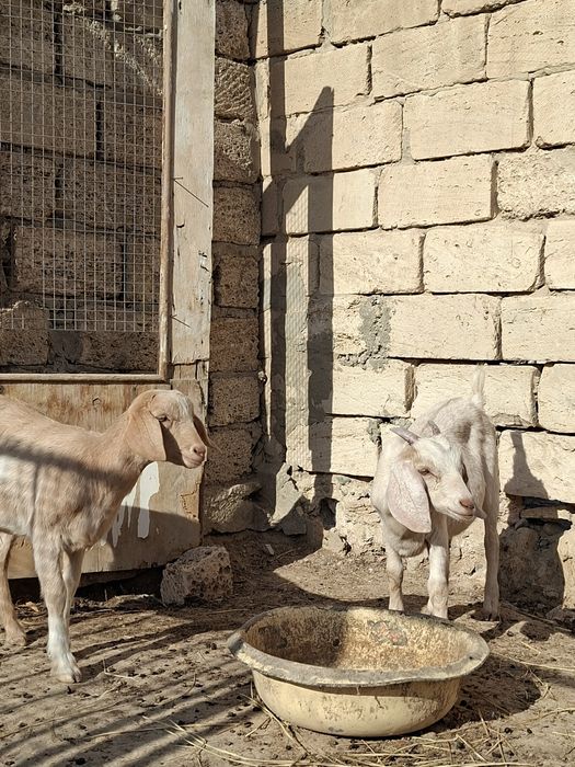 Занен сүтті ешкі и лақтар сатылады