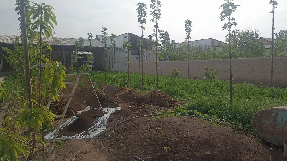 Биогумс сотилади бешли