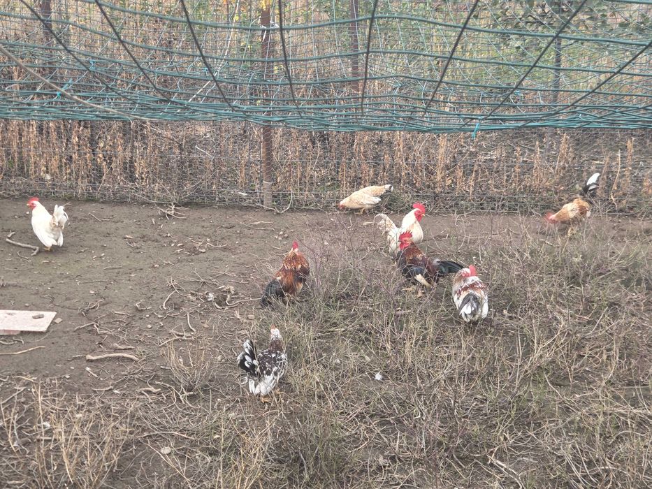 Vand gaini pitice si porumbei.