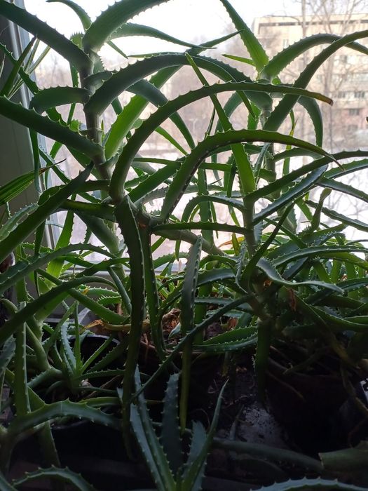 Алоэ древовидное лечебное