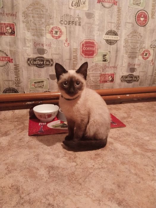 Сиамский кот в добрые руки