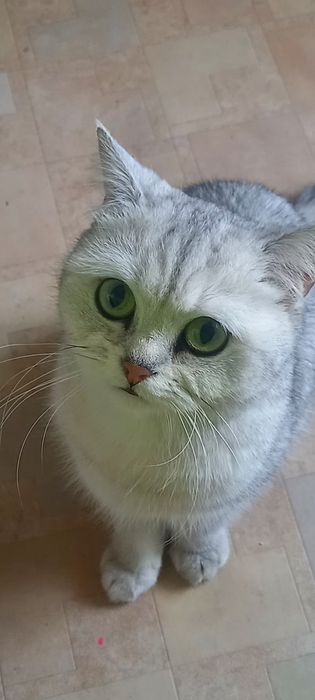 Продам кошку стерилизованную