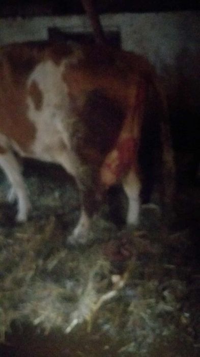 Vaca fatata cu vitel