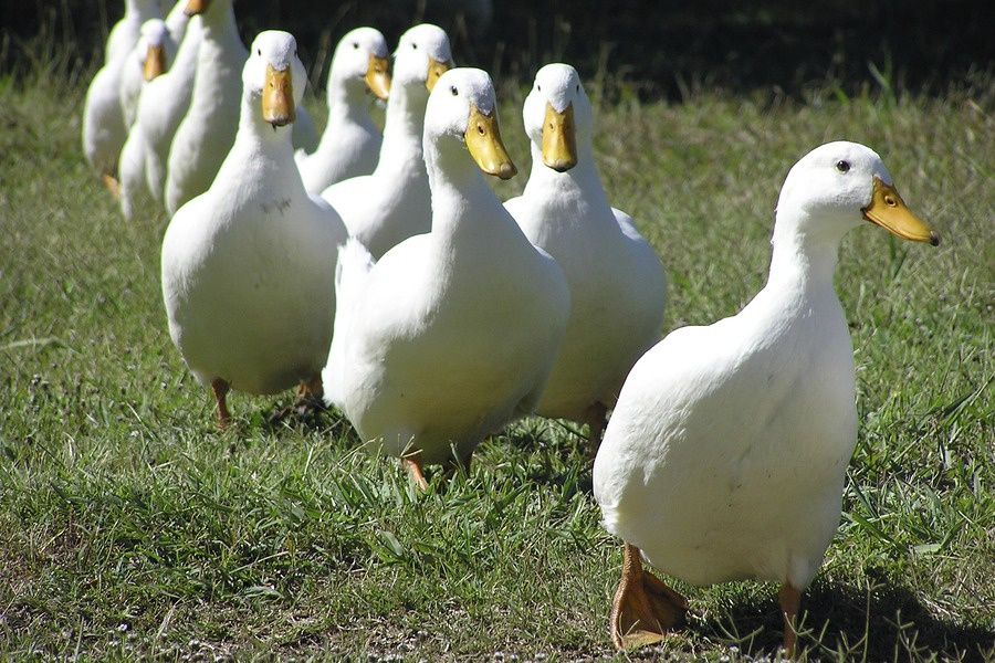Vând familii de rațe pekin