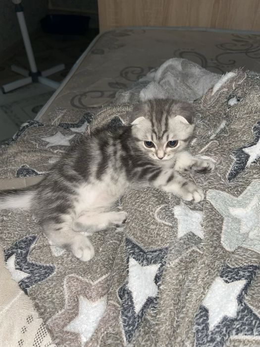 Осталось девочка короткошёрстная