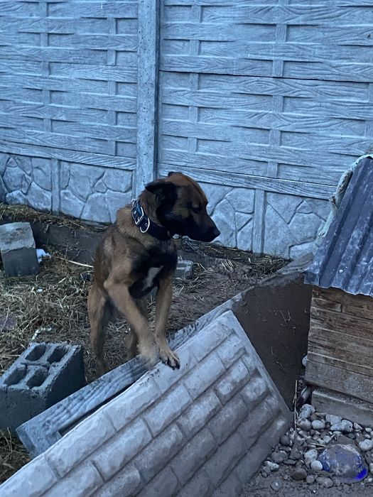 БельгийскаЯ ОвчаркА Срочно!