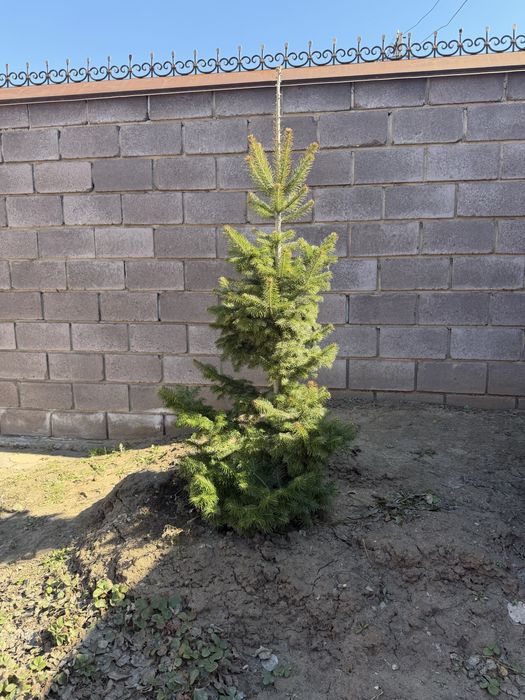 Ёлки цена за 1 шт .