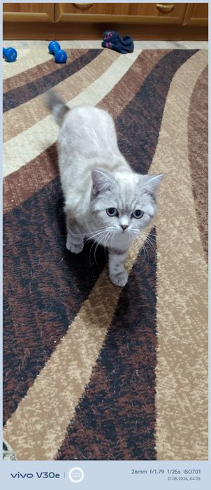 Пристраивается кот.