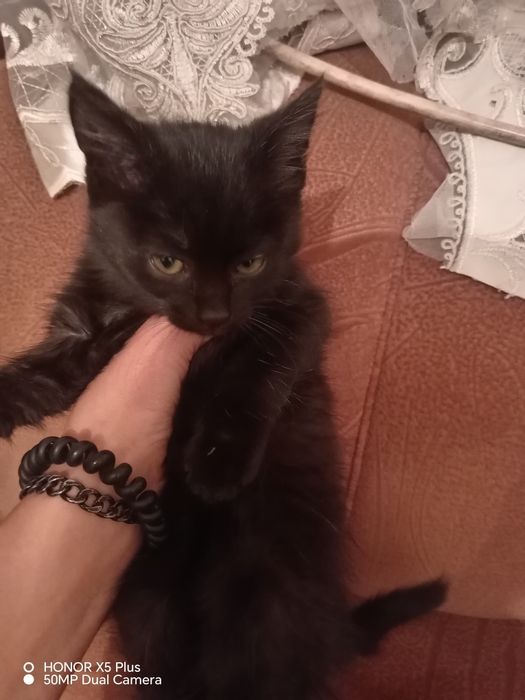Отдам котят в хорошие руки