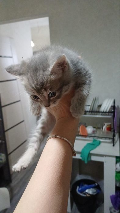 Продается котенок, 1,5 мес