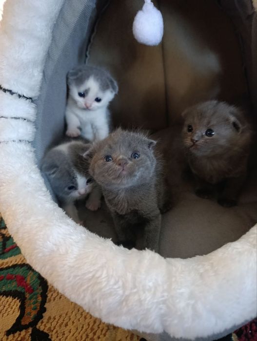 Skottish fold mehrli qollarga sotiladi