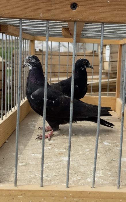 Голуби бакинцы молодые