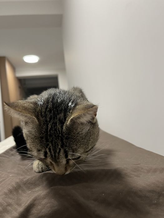 Отдам котика в добрые руки
